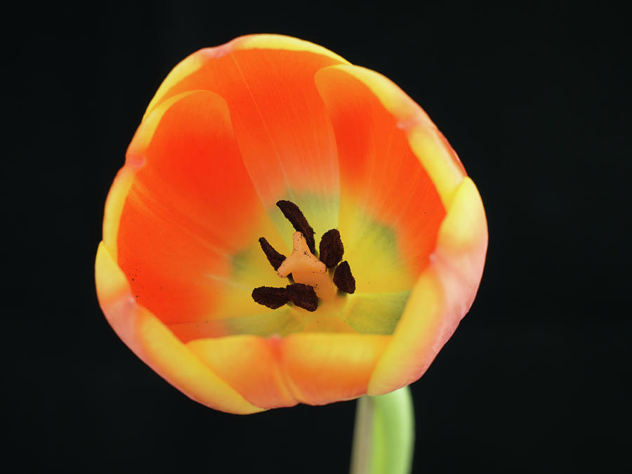 Close-up of a orange-yellowish tulip #5 Photograph by Tosca Weijers