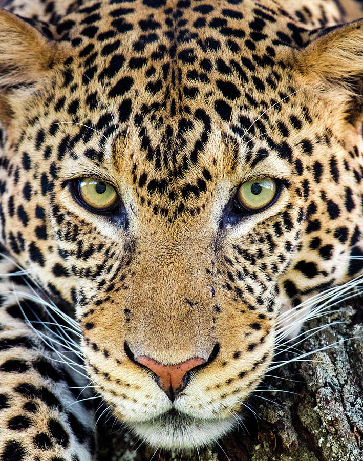 Nature Photograph - Close Up Of Cheetah Acinonyx Jubatus #5 by Panoramic Images