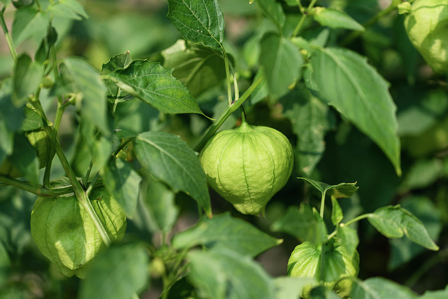 Close Up Of Tomatillo Fruit Growing On A Vine Outside In A Garden ...