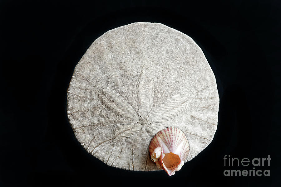 Closeup Eccentric Sand dollar Dendraster ecentricus Dalls acorn  #5 Photograph by Robert C Paulson Jr