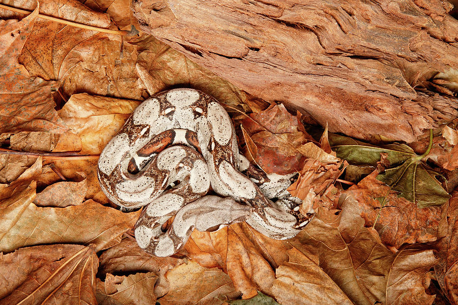 Colombian Red Tail Boa Constrictor #5 Photograph by David Kenny