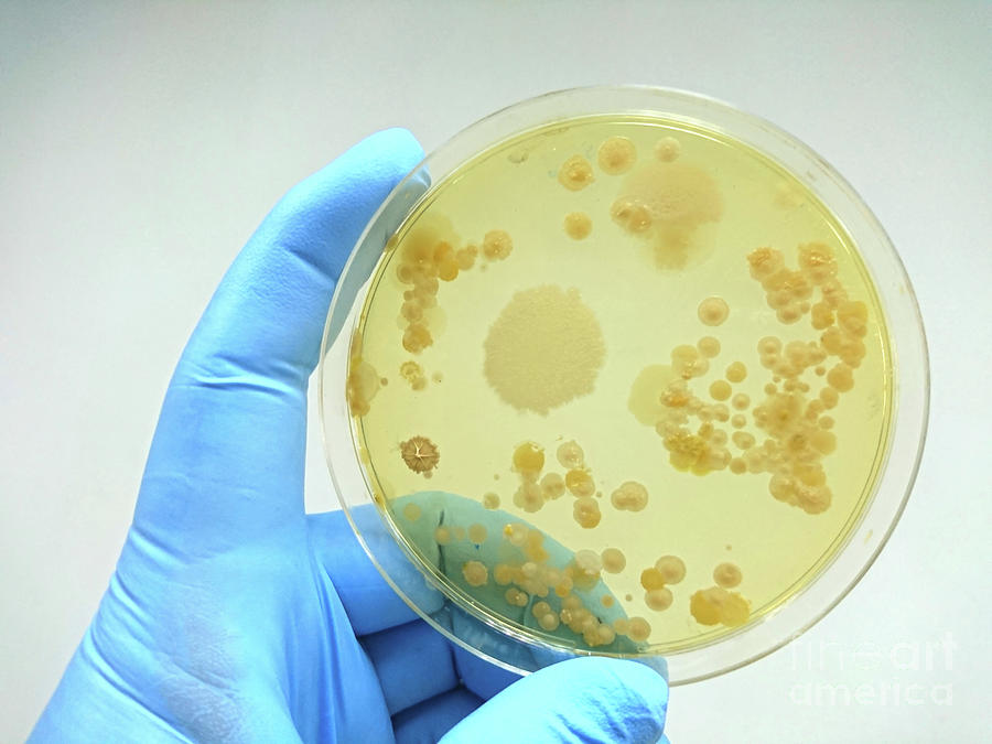 Colony Of Bacteria On Culture Medium #5 Photograph by Choksawatdikorn / Science Photo Library
