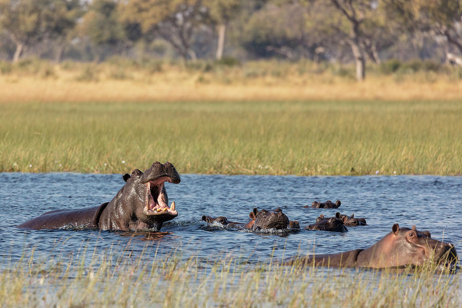 Common Hippopotamus Or Hippo #5 Photograph by Roger De La Harpe Common Hippopotamus Or Hippo #5 Photograph by Roger De La Harpe