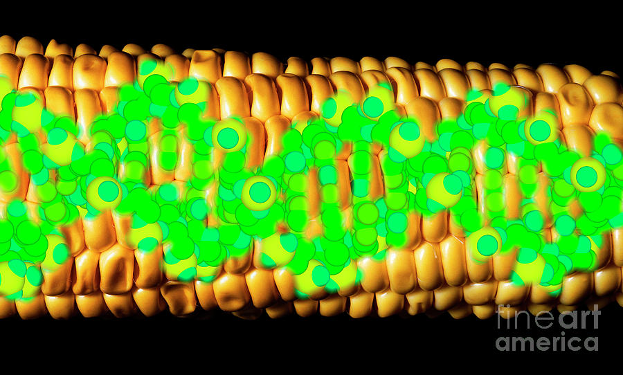 Computer Artwork Of Gm Maize With A Strand Of Dna #5 Photograph by Alfred Pasieka/science Photo Library