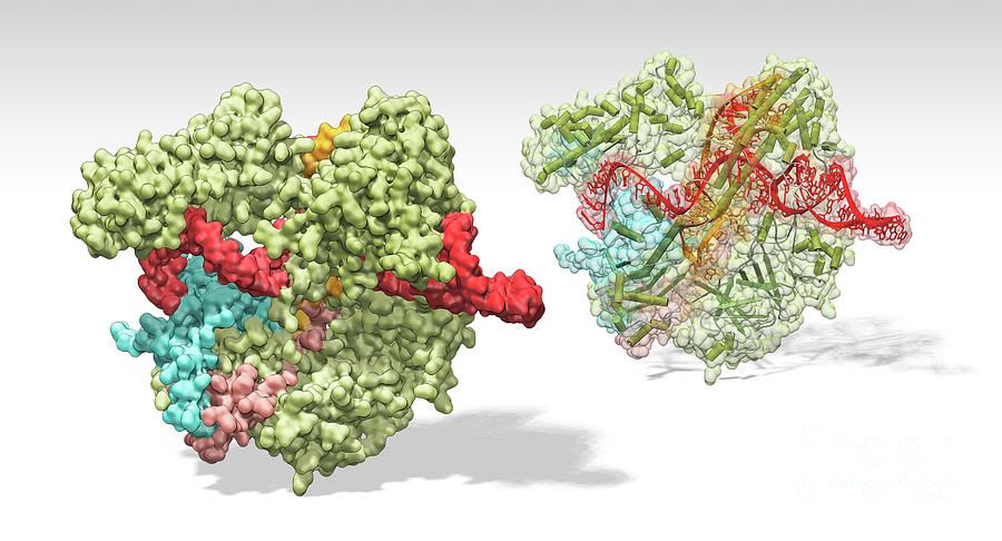 Crispr-cas9 Gene Editing Complex Photograph by Carlos Clarivan/science ...