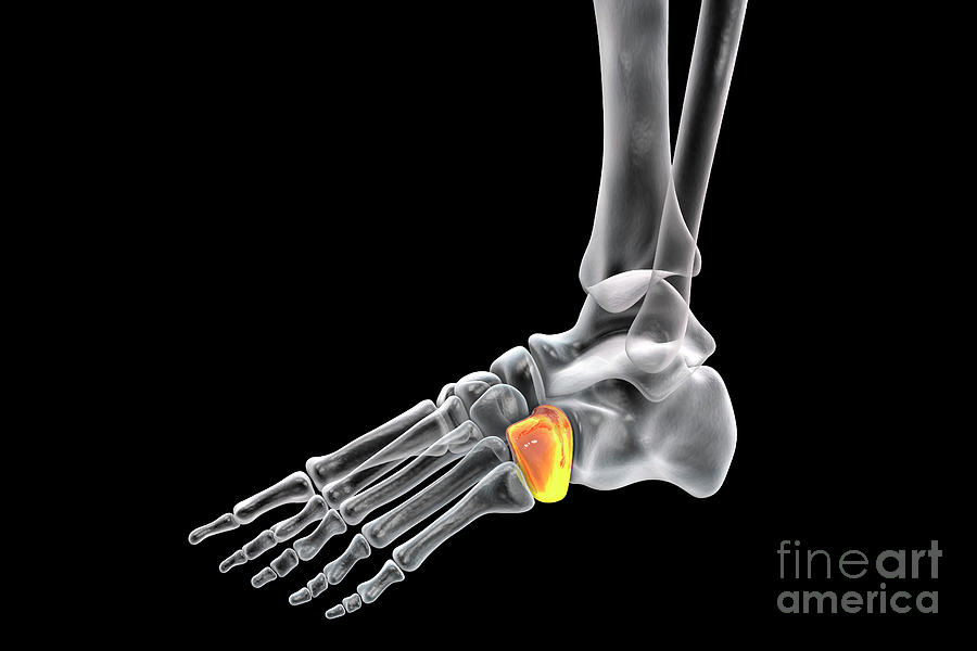 Cuboid Bone Photograph by Kateryna Kon/science Photo Library - Fine Art ...