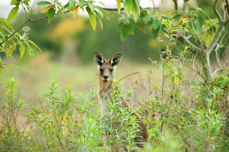 Cute Australian Kangaroo by Rob D Imagery Cute Australian Kangaroo by Rob D Imagery