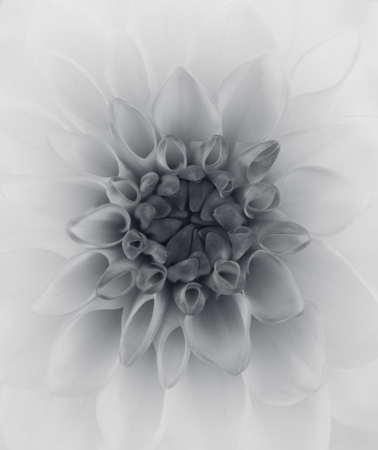 Flower Photograph - Dahlia #5 by Lotte Grnkjr