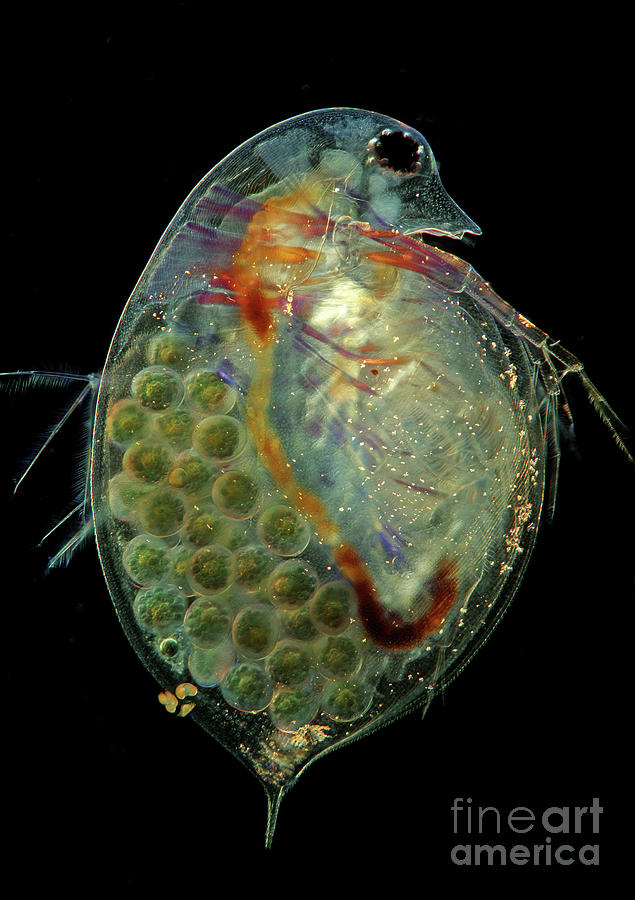 Daphnia Water Flea 5 Photograph By Marek Misscience Photo Library