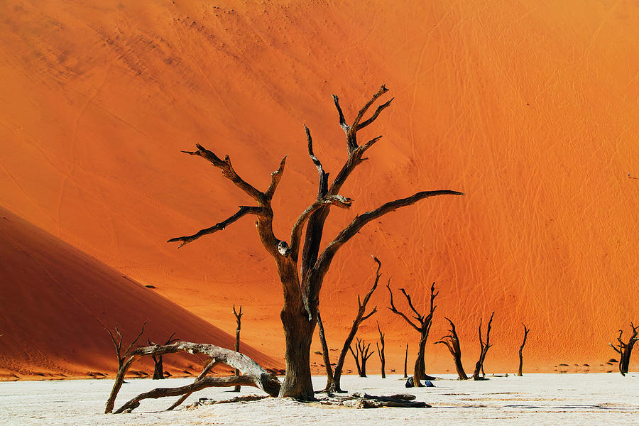 Dead Vlei Namib Desert #5 Photograph by Hiroya Minakuchi