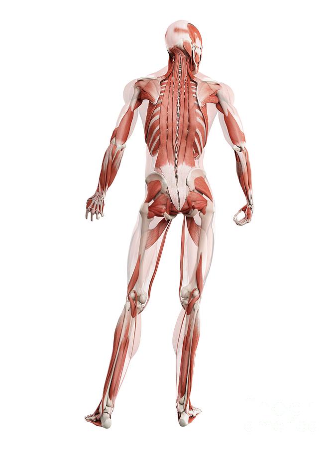 Female Back Muscles #5 by Sebastian Kaulitzki/science Photo Library