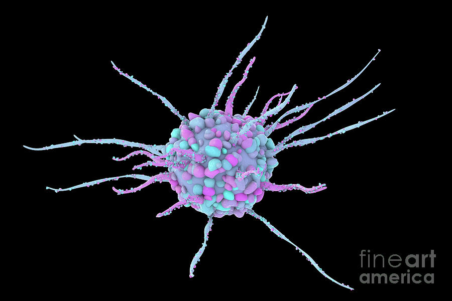 Dendritic Cell #5 Photograph by Kateryna Kon/science Photo Library