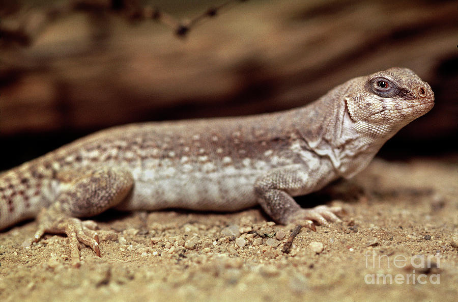 Desert Iguana, Dipsosaurus dorsalis, Lizard Photograph by Wernher