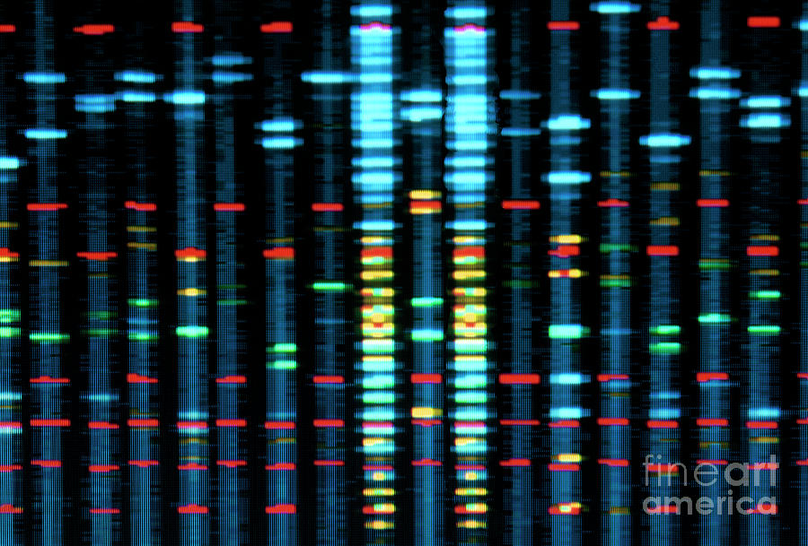 Dna Profile #5 Photograph by Tek Image/science Photo Library