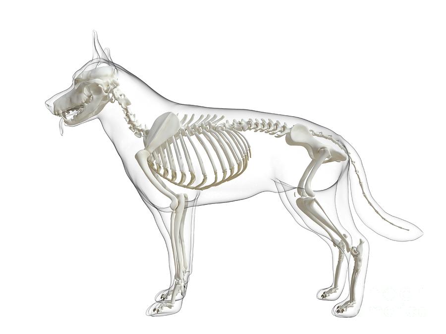 Dog Skeleton