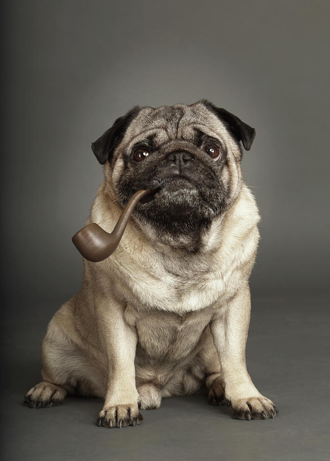 Dogs Photograph by Rainer Elstermann Dogs Photograph by Rainer Elstermann