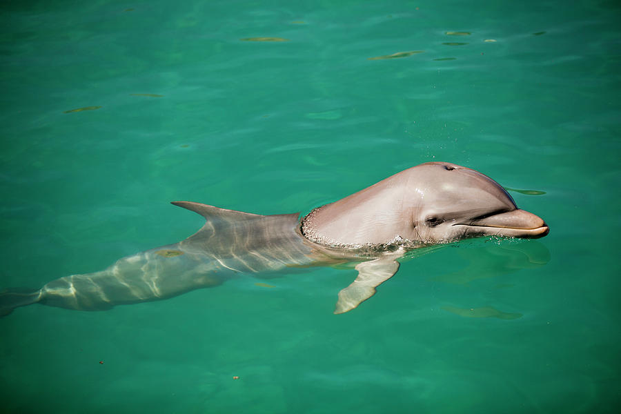 Dolphin, Xcaret, Mayan Riviera, Mexico #5 Digital Art by Claudia Uripos