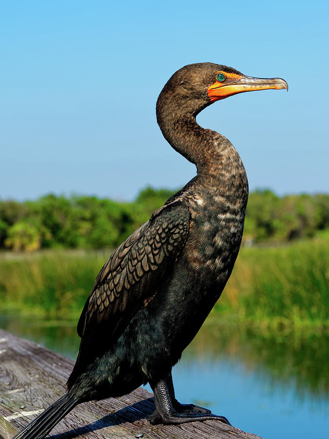 Double-crested Cormorant Close-up Photograph