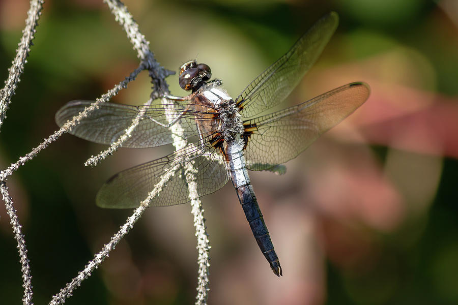 Dragonfly Photograph by SAURAVphoto Online Store