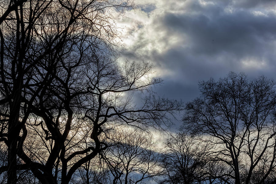 Dramatic Trees Sky And Clouds Photograph