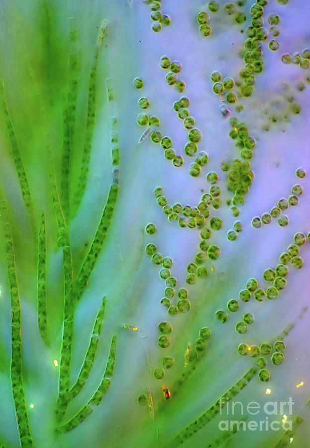 Draparnaldia Green Algae #5 Photograph by Marek Mis/science Photo Library