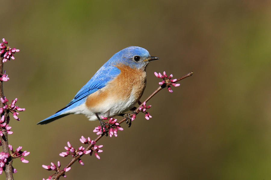 Eastern Bluebird #5 Photograph by James Zipp