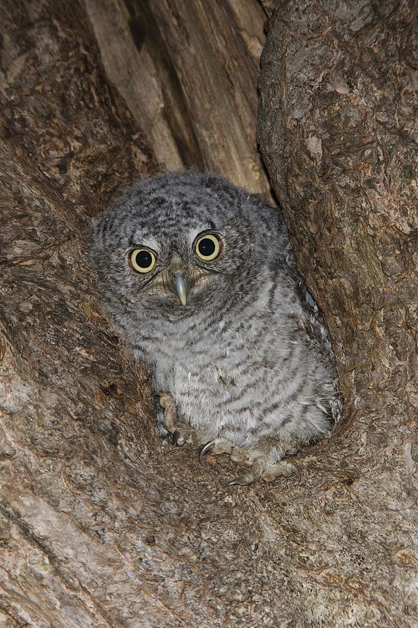 Eastern Screech Owl Photograph by James Zipp - Fine Art America