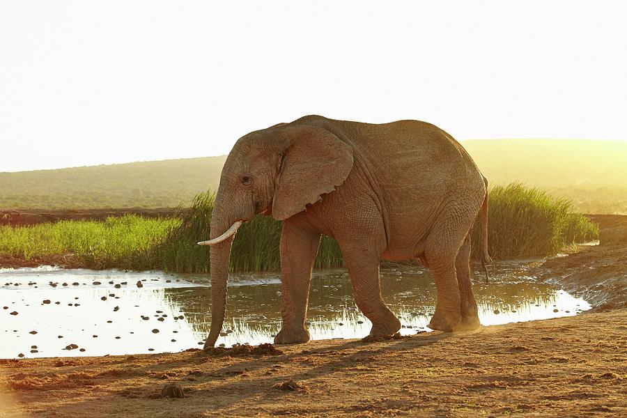 Elephant, South Africa #5 Digital Art by Richard Taylor