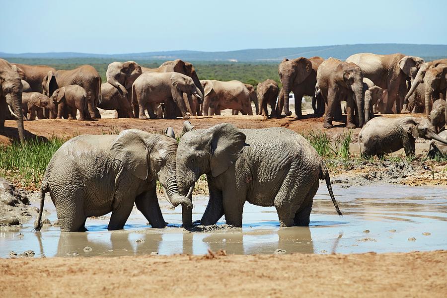 Wildlife Digital Art - Elephants, South Africa #5 by Richard Taylor