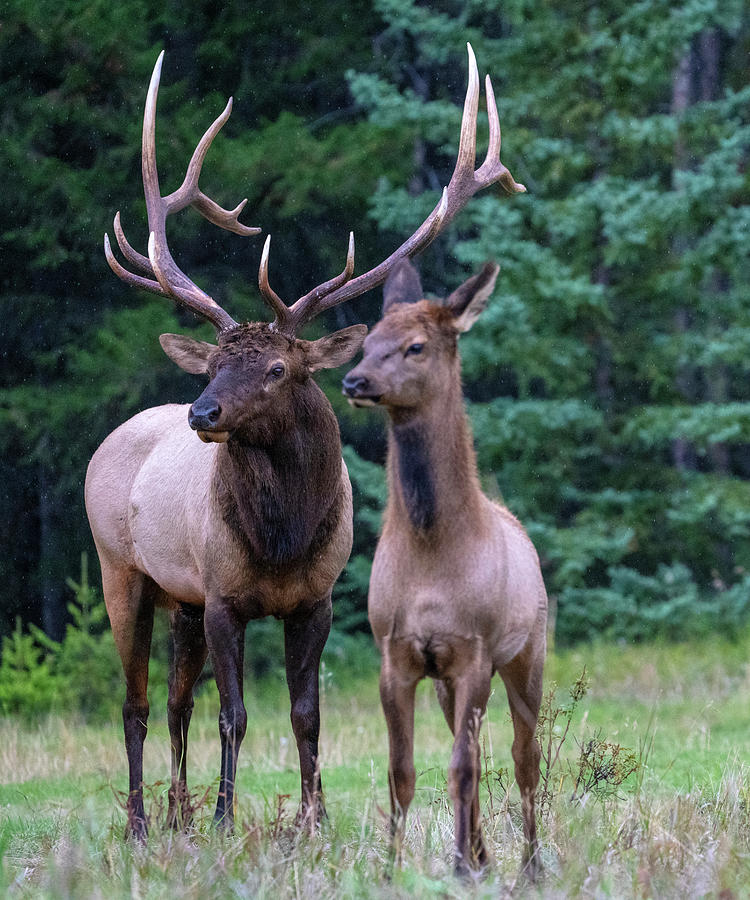 Elk Or Wapiti Cervus Canadensis #5 Photograph by Michael Lustbader