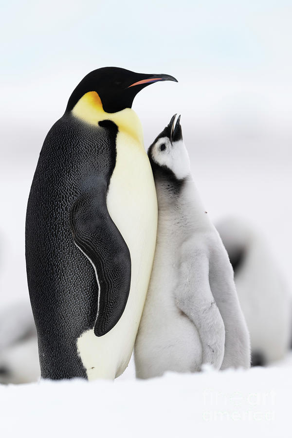 Emperor Penguin And Chick Photograph By Dr P Marazzi Science Photo Library Pixels