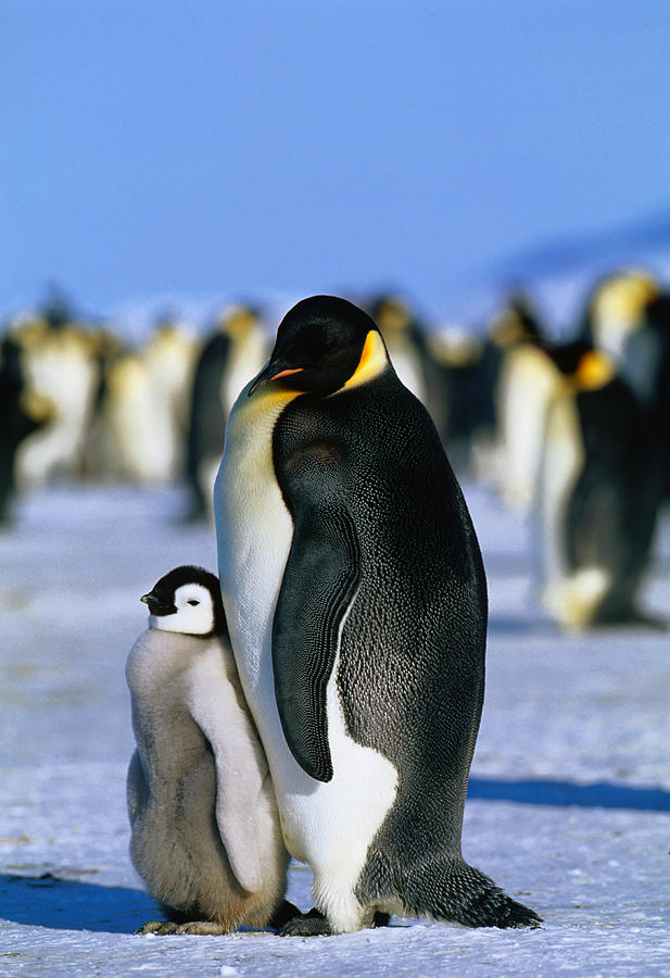 Emperor Penguin Aptenodytes Forsteri By David Tipling