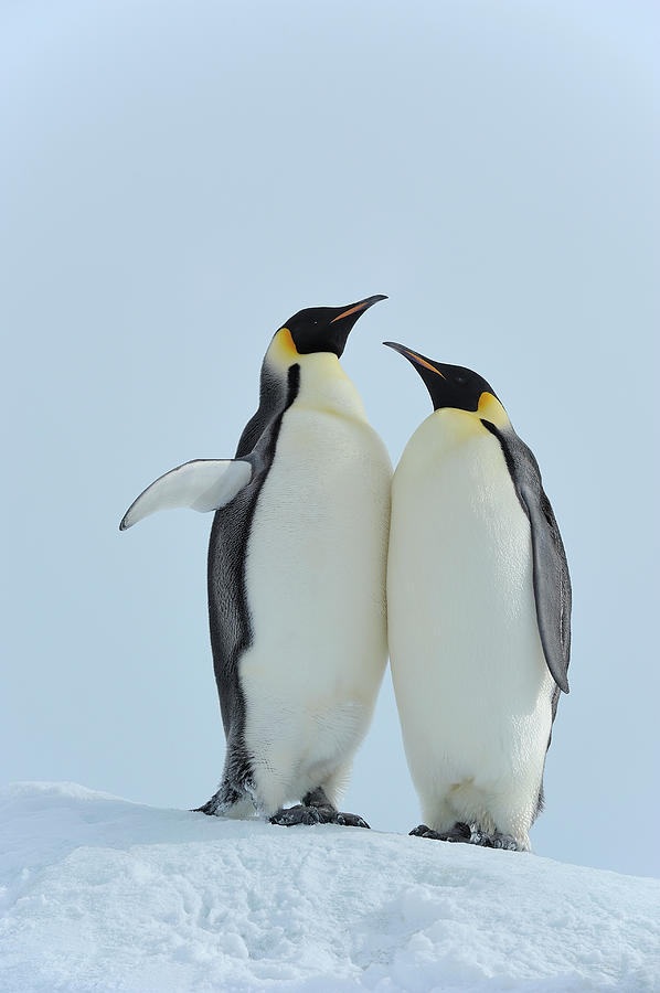 Emperor Penguin Photograph by Raimund Linke