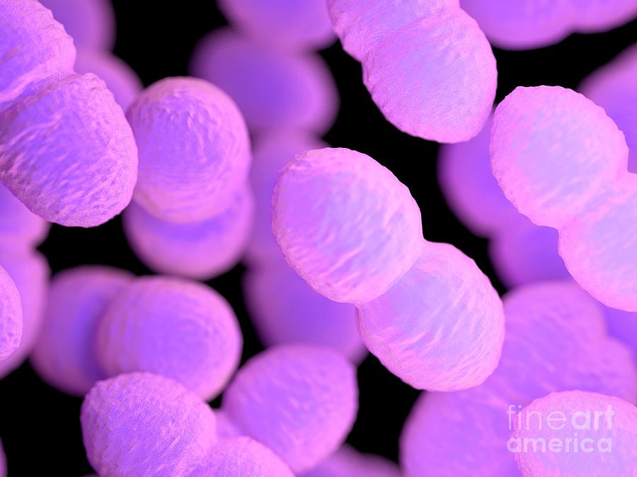 Enterococcus Bacteria Photograph By Sebastian Kaulitzki Science Photo Library