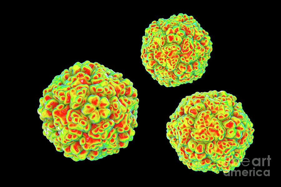 Enteroviruses Photograph By Kateryna Konscience Photo Library Fine Art America