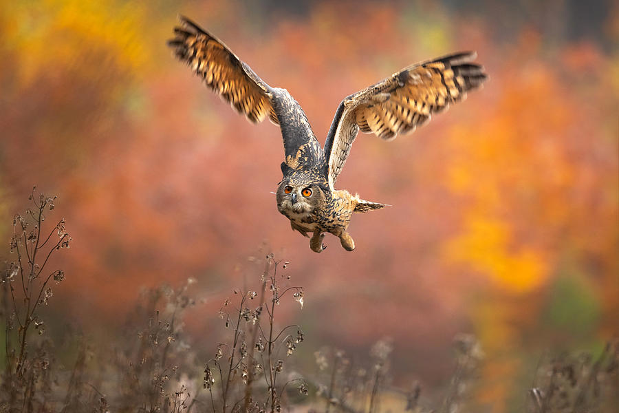 Eurasian Eagle-owl #5 Photograph by Milan Zygmunt