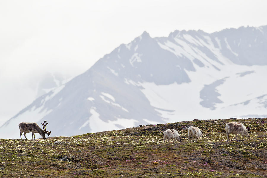 Europe, Norway, Spitsbergen, Svalbard #5 Photograph by Westend61