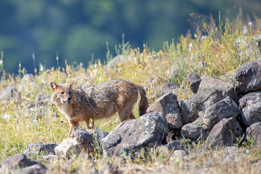 European jackal - Canis aureus moreoticus #5 Photograph by Jivko Nakev