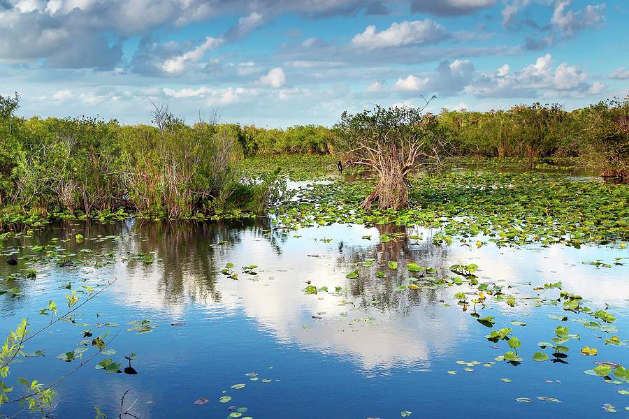 Everglades National Park #5 Digital Art by Claudia Uripos - Fine Art ...