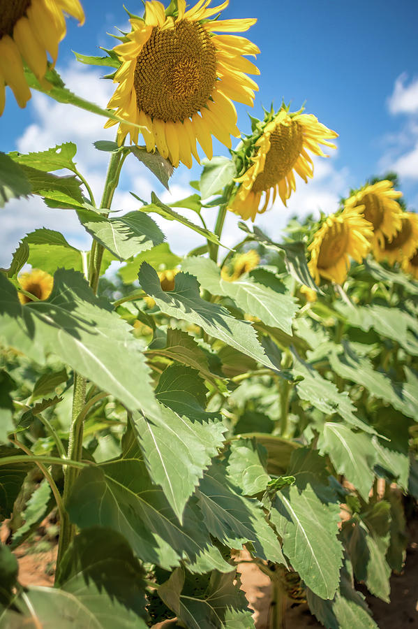 Famland Filled With Sunflowers On Sunny Day #5 Photograph by Alex Grichenko