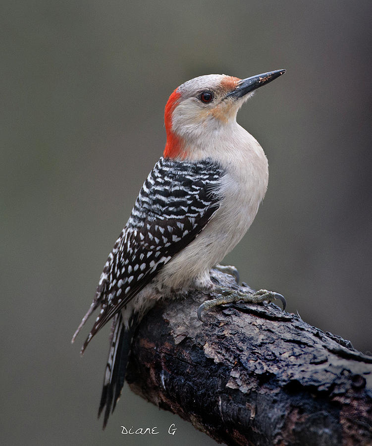Female Red-bellied Woodpecker #5 Photograph by Diane Giurco