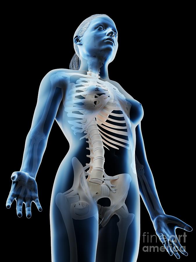 Female Upper Body Bones Photograph by Sebastian Kaulitzki/science Photo Lib...