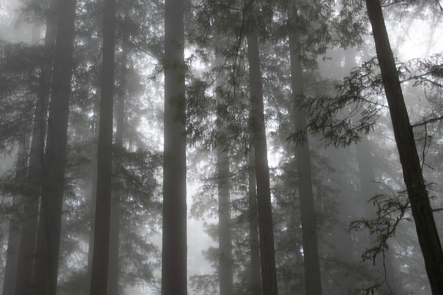 5 Fern Grove Fog N. California Photograph by Phyllis Spoor