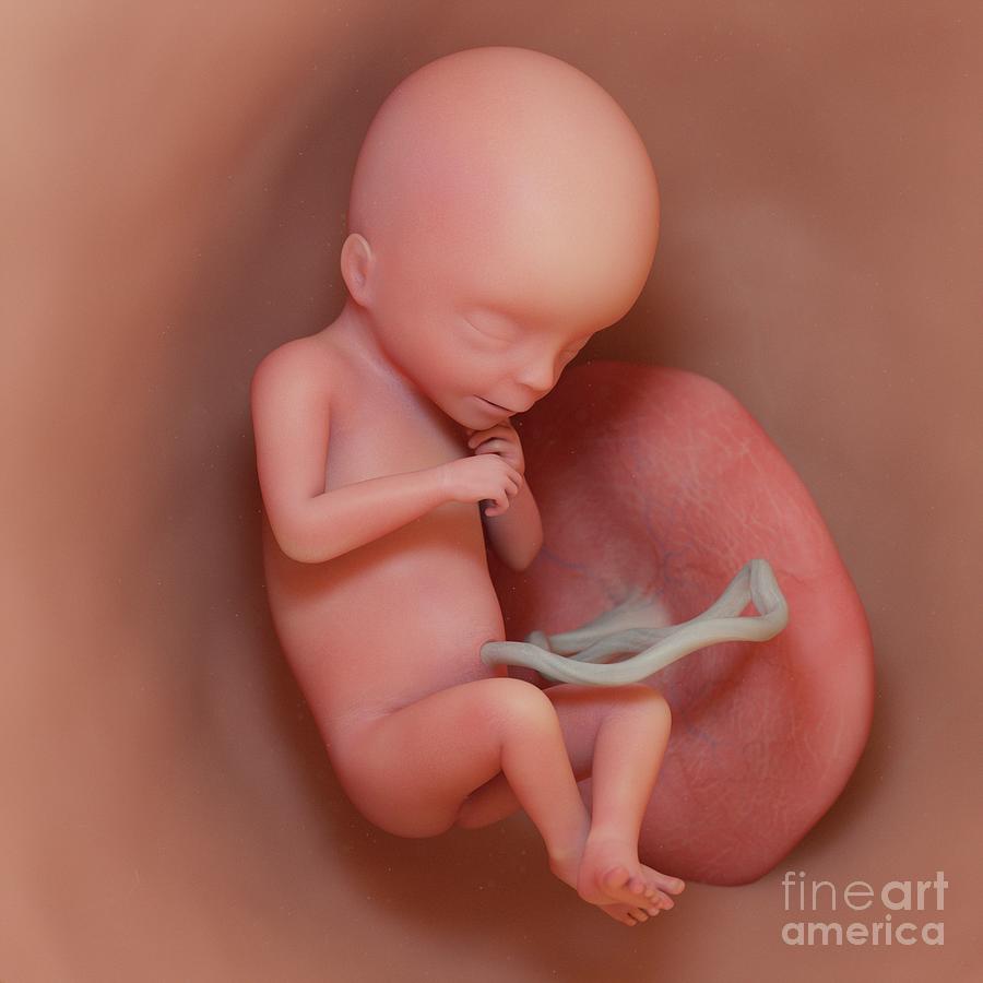 Fetus At Week 18 #5 Photograph by Sebastian Kaulitzki/science Photo Library