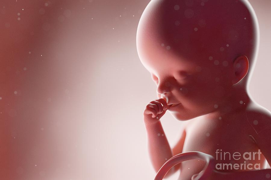 Fetus At Week 25 #5 Photograph by Sebastian Kaulitzki/science Photo Library