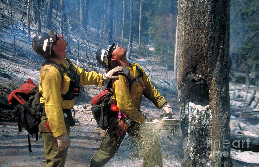 Tree Photograph - Firefighters #5 by Kari Greer/science Photo Library
