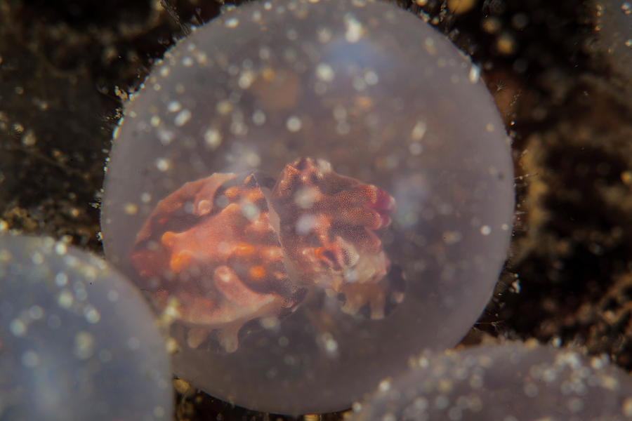 Fish Photograph - Flamboyant Cuttlefish Embryos #5 by Ethan Daniels