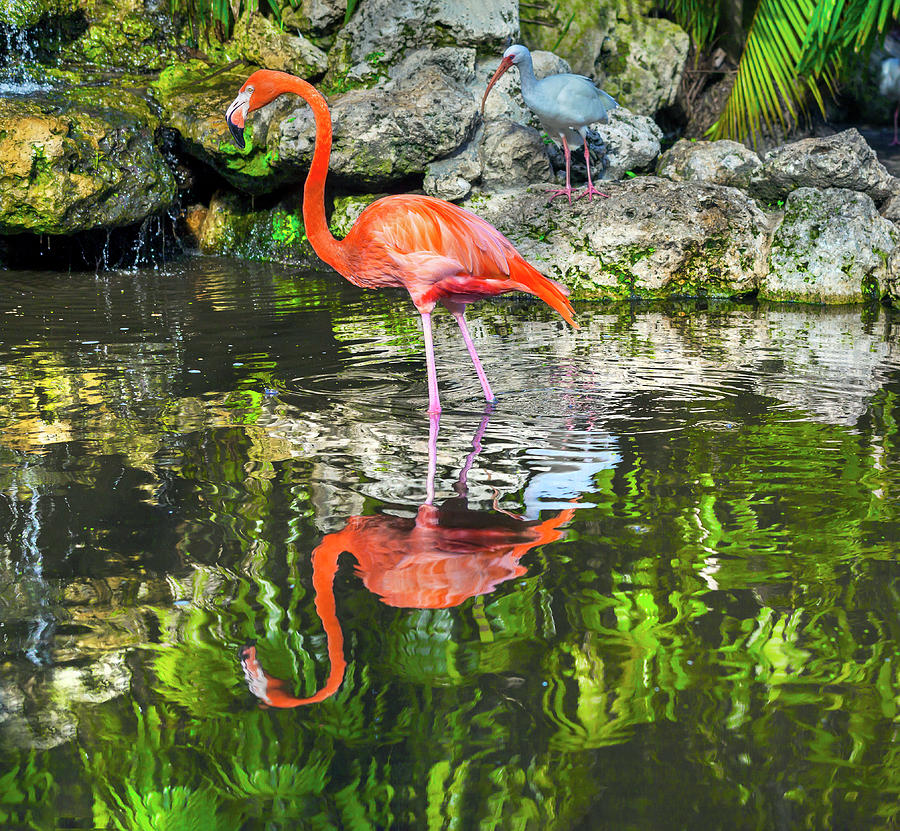 Flamingo Gardens, Davie, Fl #5 Digital Art by Lumiere