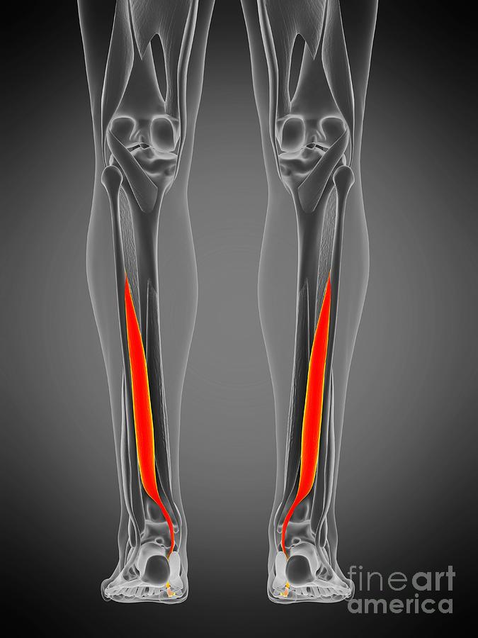 Flexor Hallucis Muscle Photograph by Sebastian Kaulitzki/science Photo ...