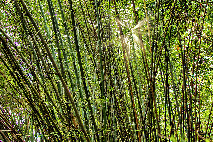 Nature Digital Art - Florida, South Florida, Delray Beach, Morikami Japanese Gardens #5 by Lumiere